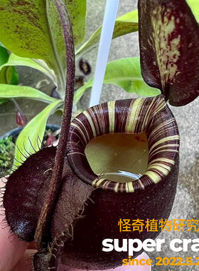 N.viking x black amp海盗交黑月黑奇迹苹果猪笼草食虫植物
