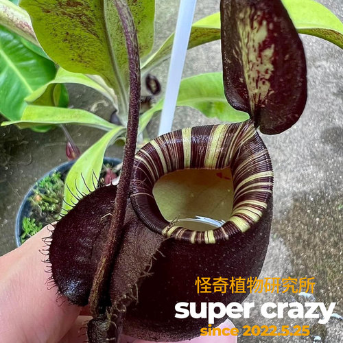 N.viking x black amp海盗交黑月黑奇迹苹果猪笼草食虫植物