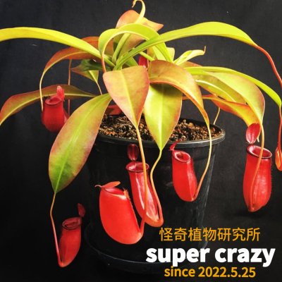 N.bloody mary血腥玛丽（红宝石）猪笼草新手推荐好养雨林缸造景
