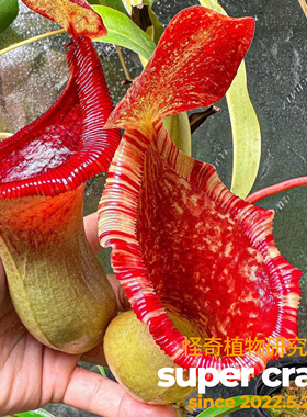 Nepenthes lowii x ventricosa-red 黑精灵猪笼草趣味食虫植物