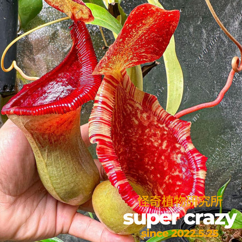Nepenthes lowii x ventricosa-red 黑精灵猪笼草趣味食虫植物