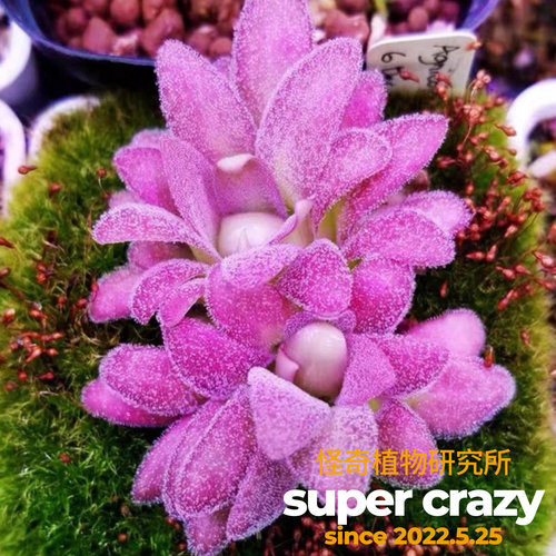 P. agnata x gypsicola鱿鱼须捕虫堇纯真交石灰岩食虫植物盆栽