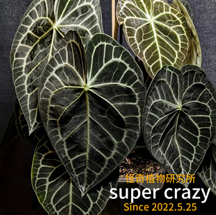 Anthurium Clarinervium克莱恩花烛经典品热植品种新手入门推荐