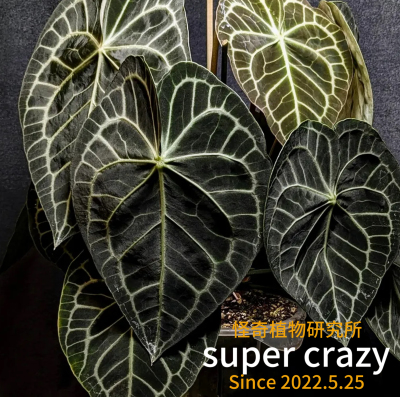 Anthurium Clarinervium克莱恩花烛经典品热植品种新手入门推荐