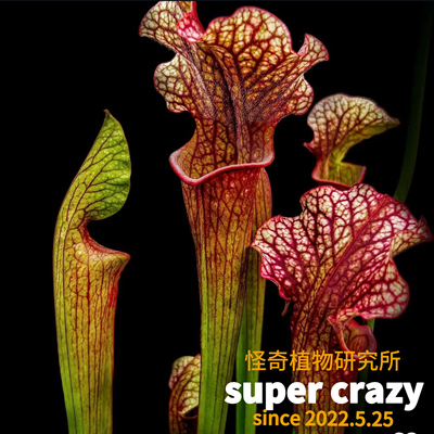 s.x farnhamii花哈密瓶子草食虫植物入门好养微景观雨林造景