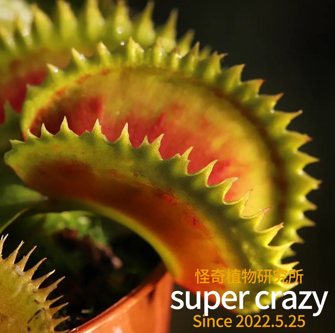 Dionaea.Fake Dracula菲克德库拉捕蝇草食虫植物生态微景观造景