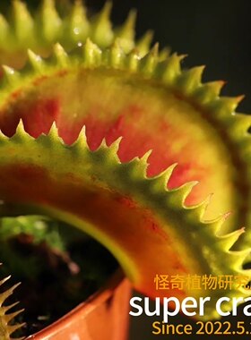Dionaea.Fake Dracula菲克德库拉捕蝇草食虫植物生态微景观造景