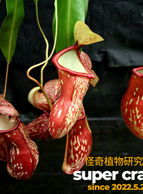 N.x gaya盖亚猪笼草入门级不死神猪食人花驱蚊草绿植盆栽