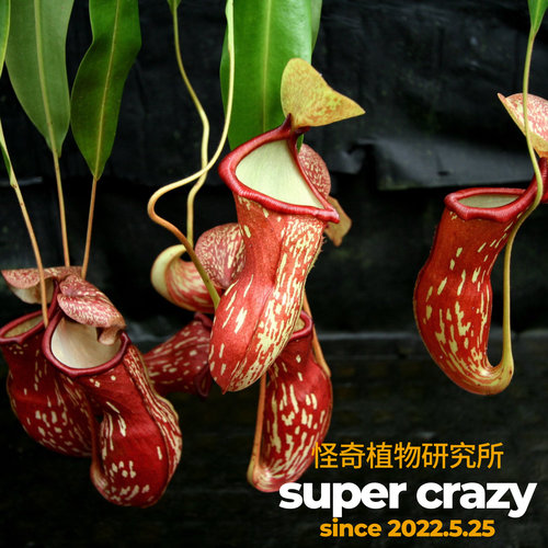 N.x gaya盖亚猪笼草入门级不死神猪食人花驱蚊草绿植盆栽