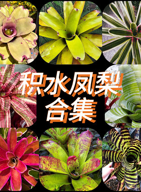 积水凤梨 bromelioideae 雨林缸雨林植物景观造景