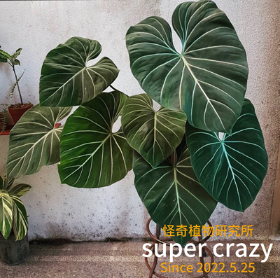 Philodendron Gloriosum明脉蔓绿绒成体巨物高级感推荐雨林缸造景