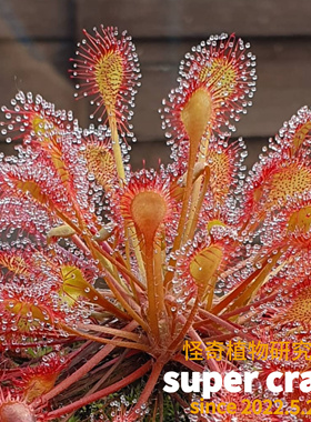 D.x beledeana贝利（莉）茅膏菜食虫植物雨林缸造景ins风稀有植物