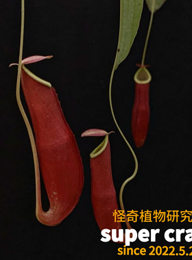 N.mirabilis（red）红奇异猪笼草食虫植物稀有雨林缸造景ins风