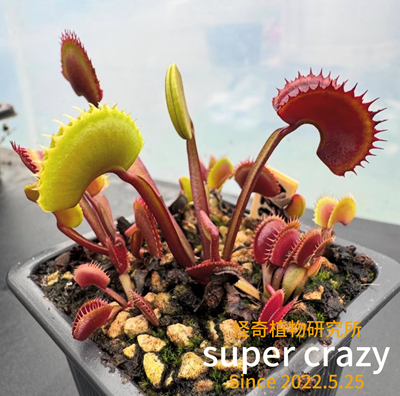 D.archangel大天使捕蝇草食虫植物苔藓微景观水陆雨林缸造景