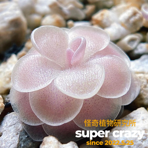 P.x esseriana x gypsicola爱丝交石灰岩捕虫堇粉嫩食虫植物造景