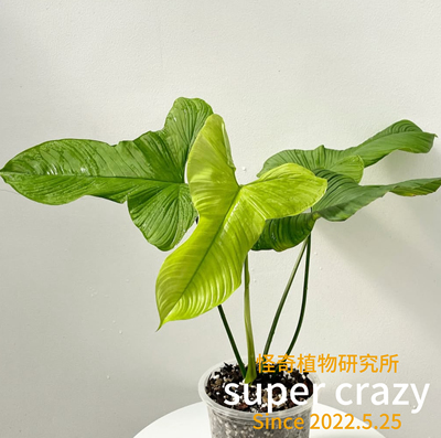 Philodendron fibraecatafyllum秘鲁蔓绿绒热植观叶好养室内养护