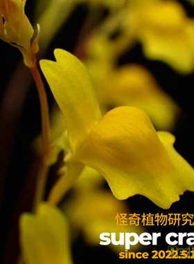 Utricularia  chrysantha金花狸藻食虫植物雨林缸微景观生态造景