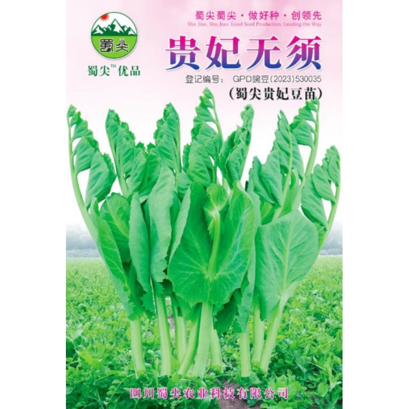 贵妃无须豌豆苗种子豌豆尖种籽少须碗芽苗菜四川秋季田园蔬菜种孑