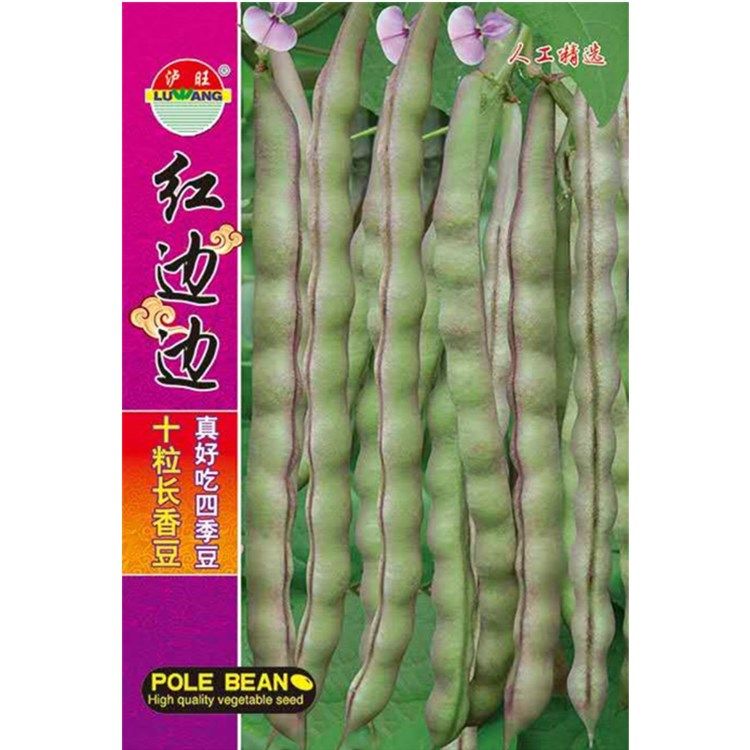 红边边四季豆种籽紫红豆角菜种籽