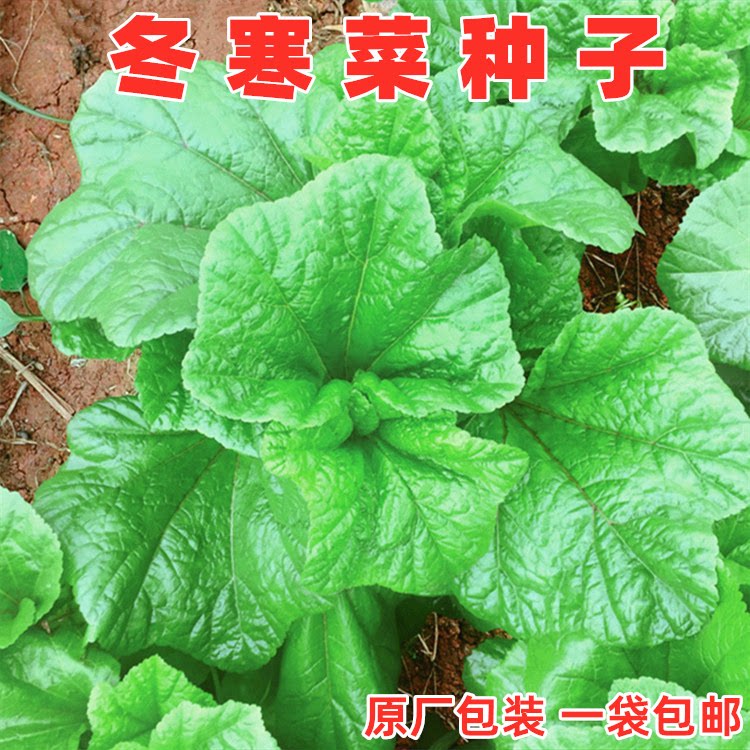 鲜糯冬寒菜种子冬苋菜种籽东汉菜冬葵四川秋冬季盆栽田园蔬菜种孑