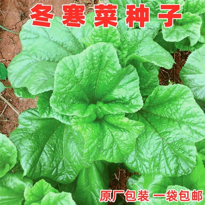 大叶冬寒菜种籽冬寒菜种子软糯鲜
