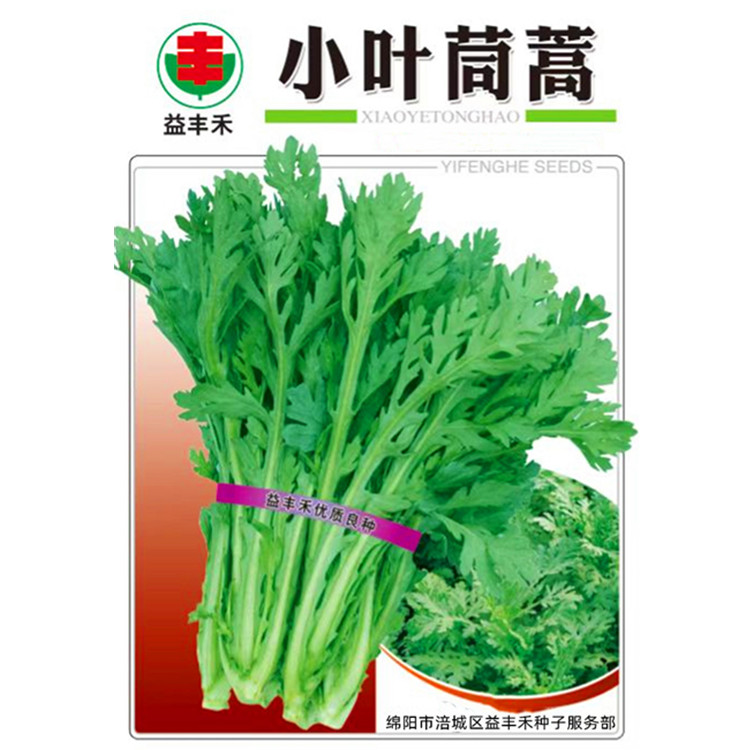 小叶茼蒿菜种子光杆茼蒿蓬蒿菜皇帝菜菊花菜四川秋季田园蔬菜籽孑