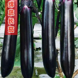 茄子种籽紫黑长茄种子墨茄紫红三月茄烧烤茄种籽四川春季蔬菜园孑