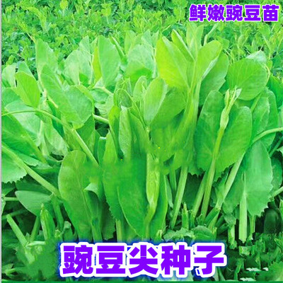 豌豆苗种子豆尖四川秋冬季蔬菜籽