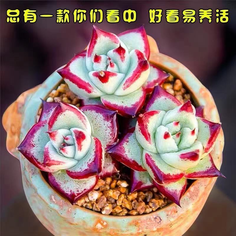 乌木多肉植物口红黑檀汁黄皮进口种子繁殖叶层多颗拼盘不含花盆