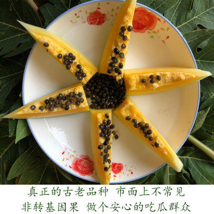 云南黑籽山野黄心黄肉番木瓜原始老品种青木瓜博主GRACE推荐PAPAY