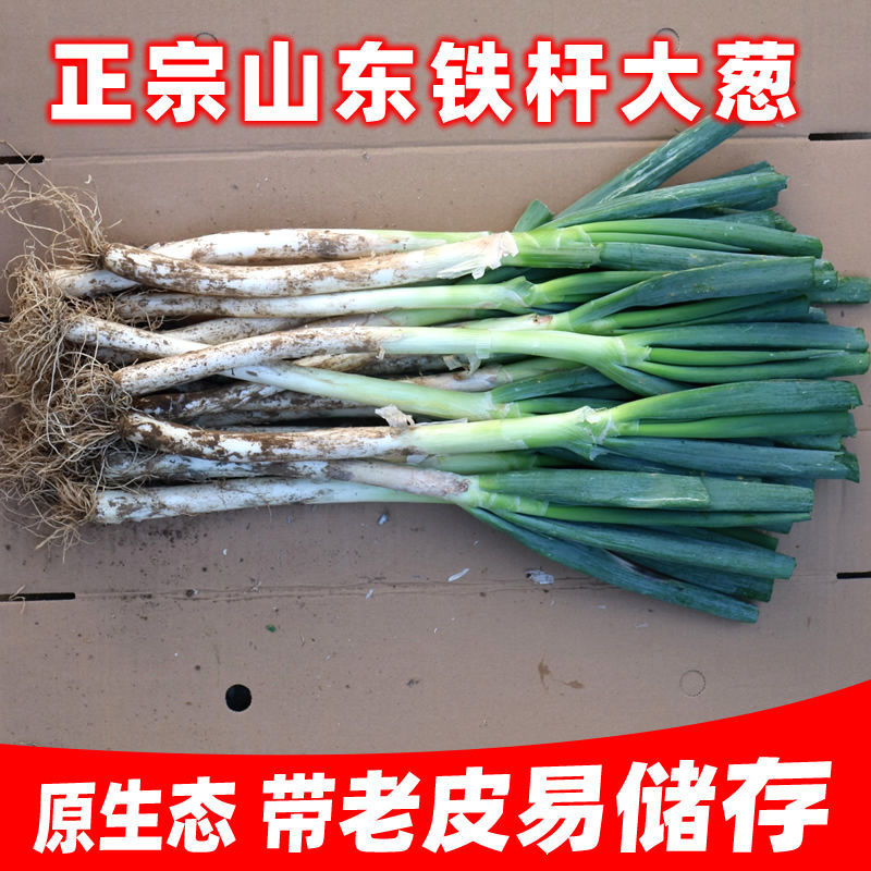 山东大葱新鲜甜葱特级5/10斤铁杆大葱非章丘长白毛葱蘸酱嫩葱包邮