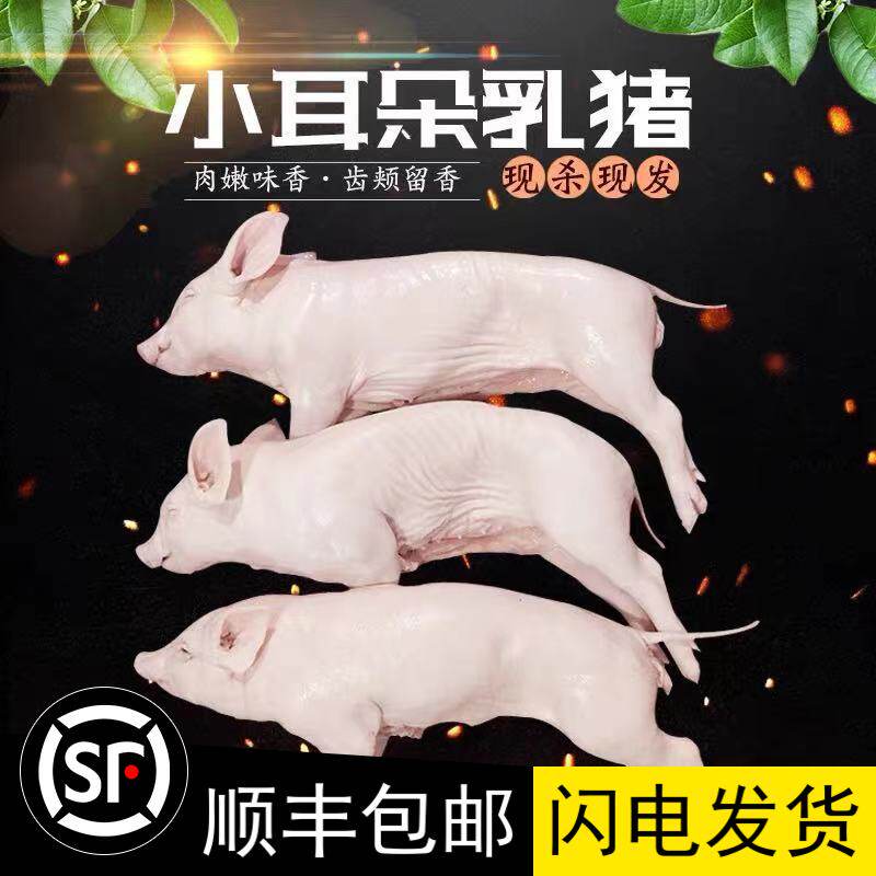 广东烤乳猪整只活小香猪肉新鲜生鲜冷冻冷藏脆皮广式烧腊顺丰包邮