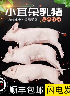 广东烤乳猪整只新鲜冷冻