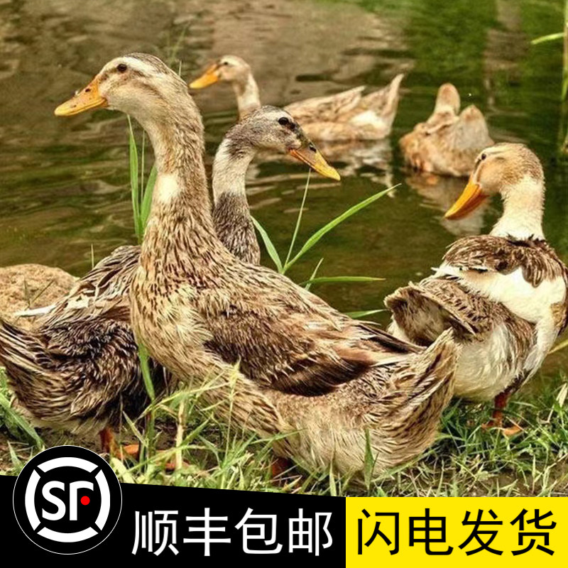 广东麻鸭老鸭子正宗整鸭新鲜土鸭农家散养水鸭肉现杀生鲜速冻顺丰