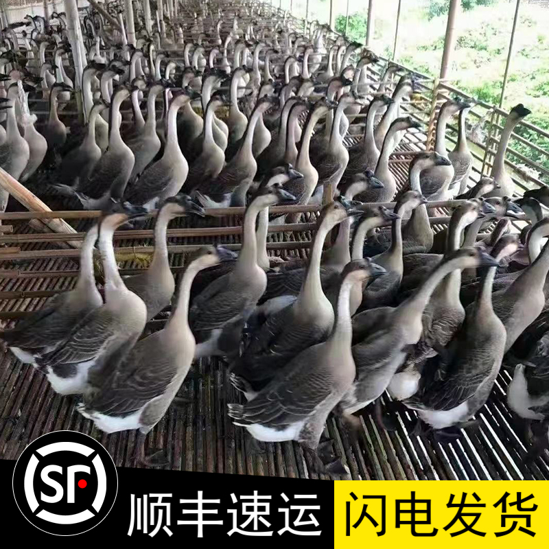 8-9.5斤黑棕鹅棚鹅酒店烧腊店光鹅现杀冷冻生鲜马冈鹅