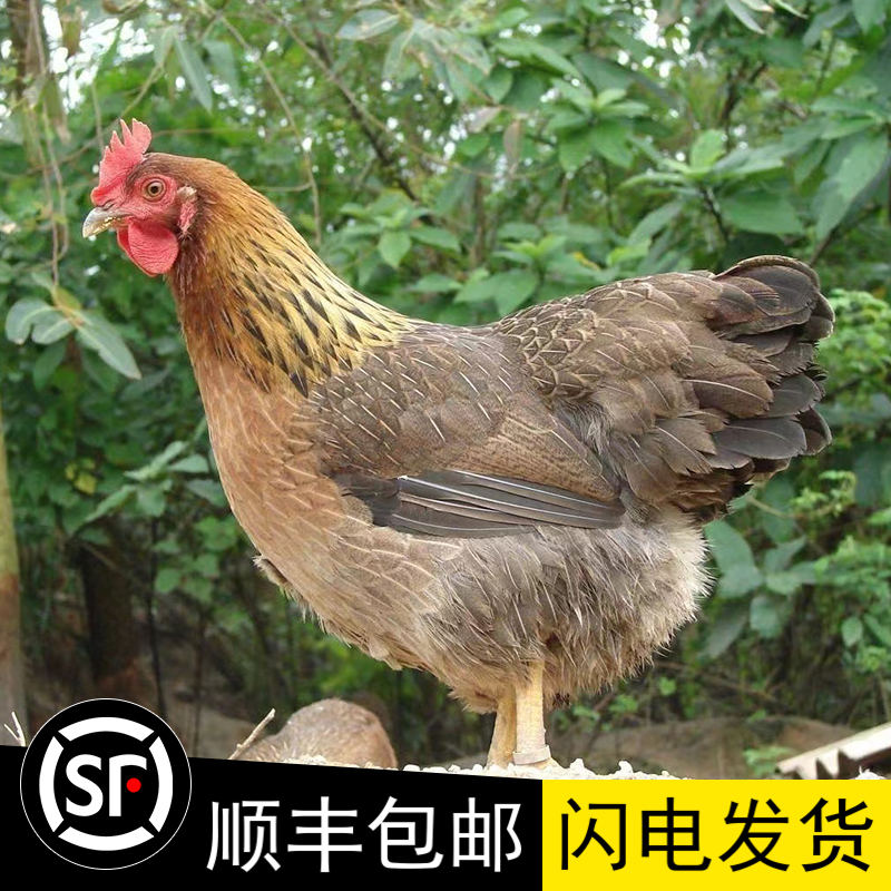 广东正宗清远鸡麻鸡土鸡农家散养煲汤走地鸡新鲜现杀整只顺丰包邮