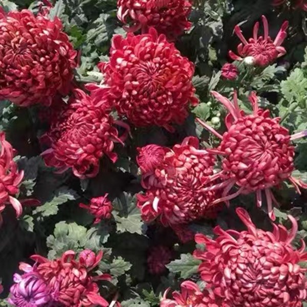 红绣球【带花苞】菊花盆栽九月菊菊花类
