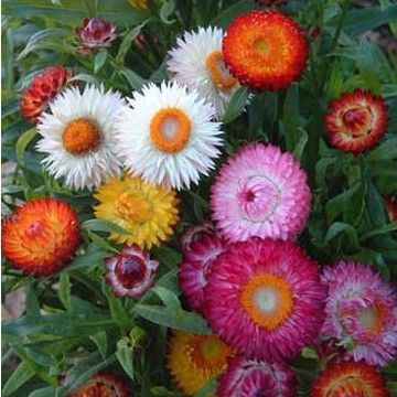 花种子 麦秆菊种子庭院花园阳台盆栽切草花种子景观绿化包邮