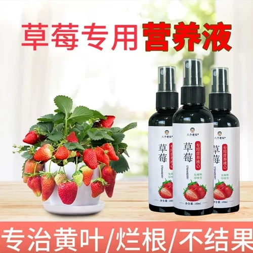 八个老头草莓专用营养液水养肥料