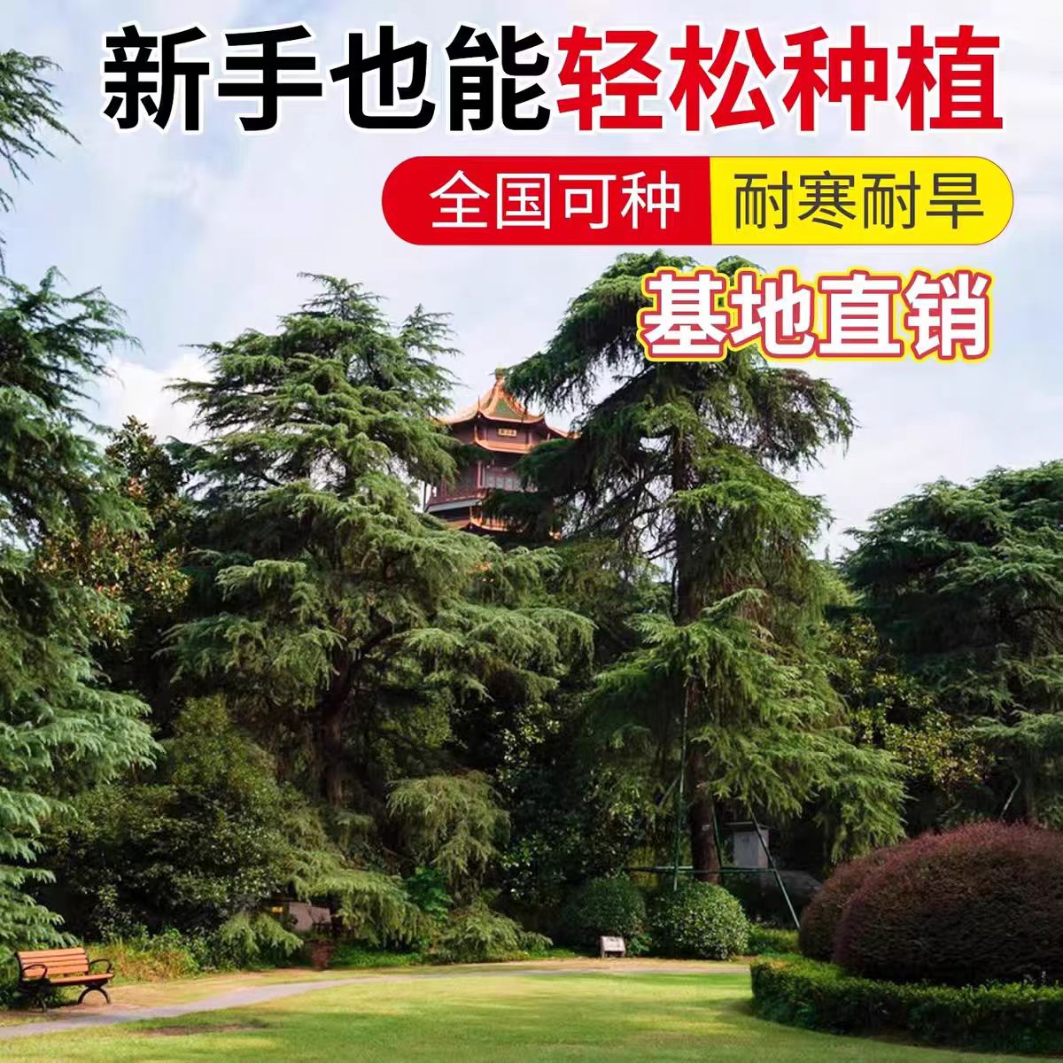 雪松树苗庭院绿化四季常青不落叶