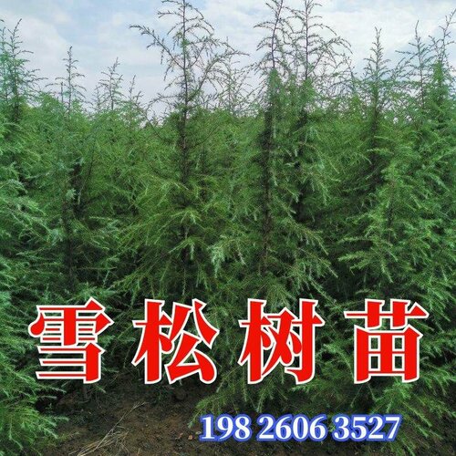 精选雪松树苗优质挺拔