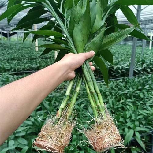 富贵竹带根水培植物水养招财竹