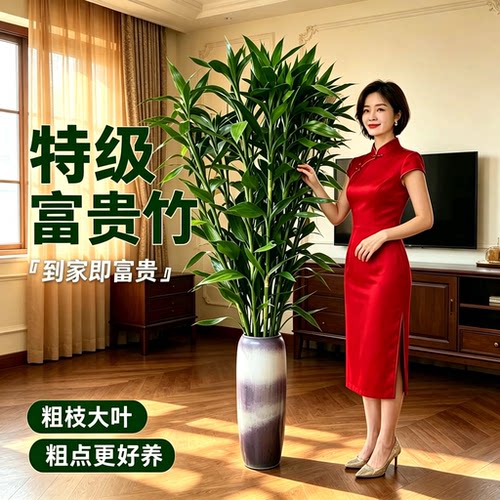 带根富贵竹大叶竹水培客厅招财竹