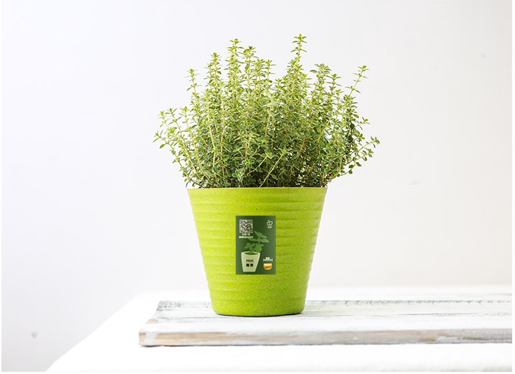 旭耕 百里香盆栽苗柠檬百里香 阔叶百里香 食用香草盆栽苗无农药