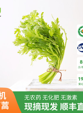 有机茼蒿250g皇帝菜新鲜蔬菜顺丰