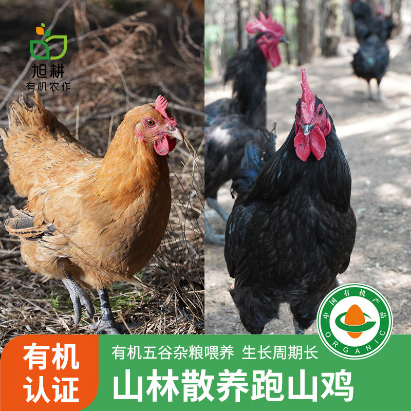 旭耕有机跑山鸡 散养走地鸡大公鸡老母鸡生鲜有机鸡肉煲汤土鸡