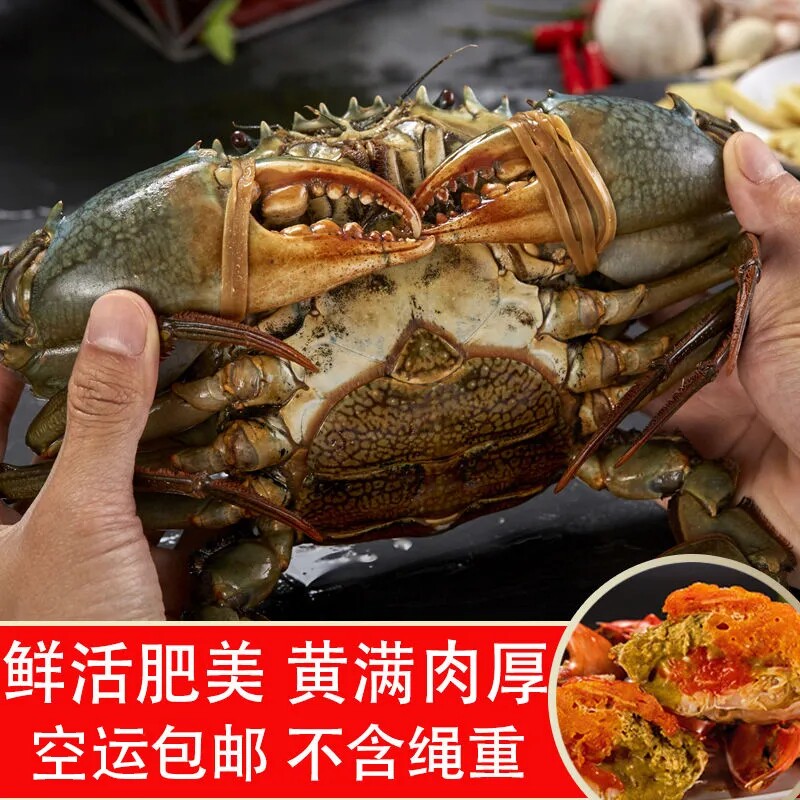 红膏蟹3-6两/只鲜活捕捞全母超大海蟹满黄螃蟹肥美黄油蟹空运包邮