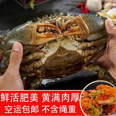 红膏蟹3-6两/只鲜活捕捞全母超大海蟹满黄螃蟹肥美黄油蟹空运包邮