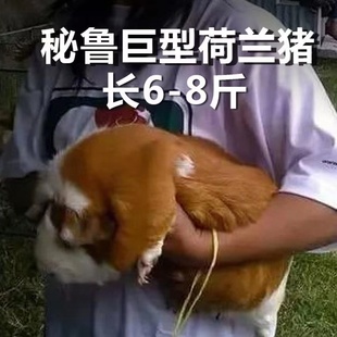 巨型荷兰猪活物豚鼠活体荷兰鼠幼崽荷兰兔豚黑豚逆毛家养送笼包邮