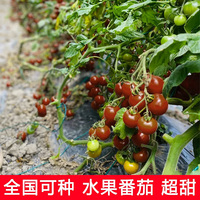 紫莎栗小番茄种孑水果樱桃圣女果西红柿种子大阳台种植蔬菜种子籽